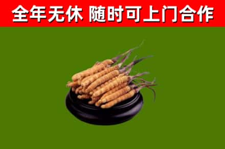 红河回收冬虫夏草